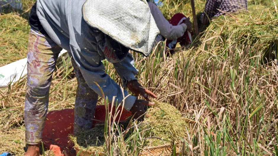 Bäuerin auf dem Feld